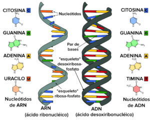 Qué son la adenina, timina, uracilo, guanina, citosina, purina y pirimidina adn-arn