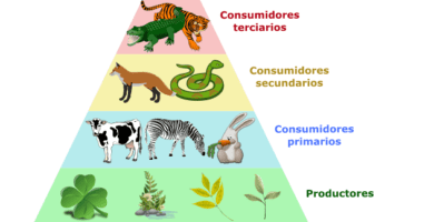 Cómo se produce el flujo de materia y energía en los ecosistemas 4 cadena alimentaria
