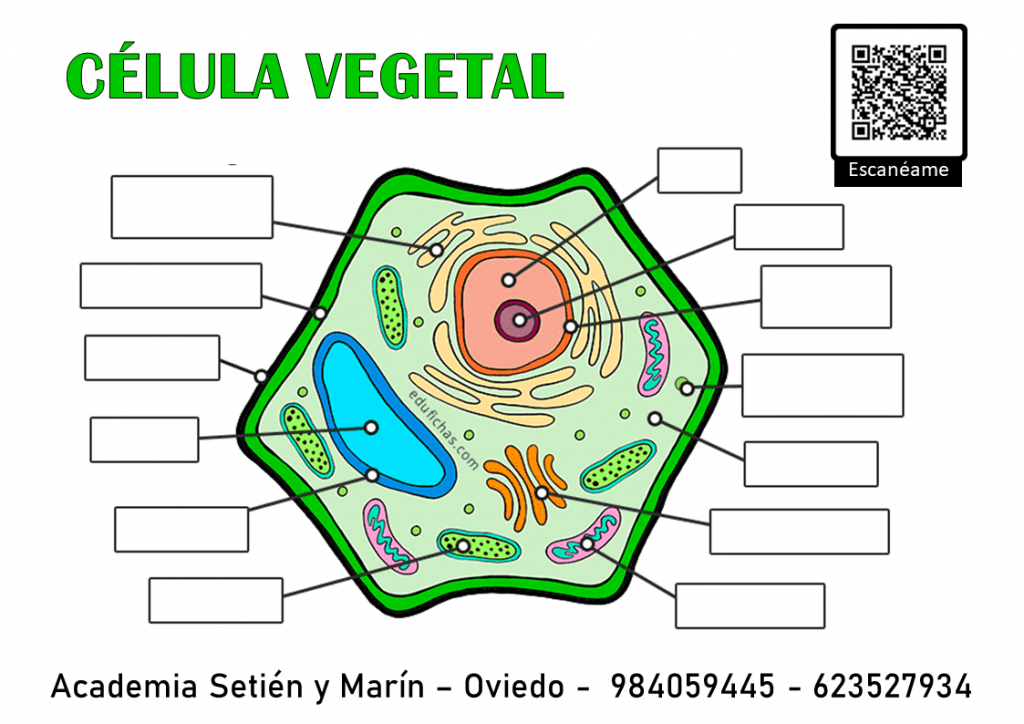 celula vegetal