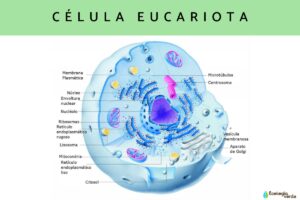 celulas-eucariotas