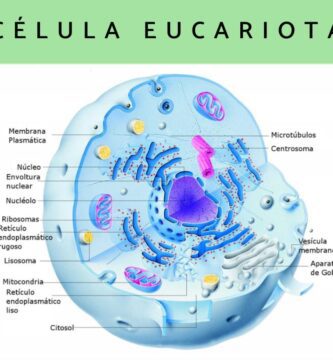 celulas eucariotas