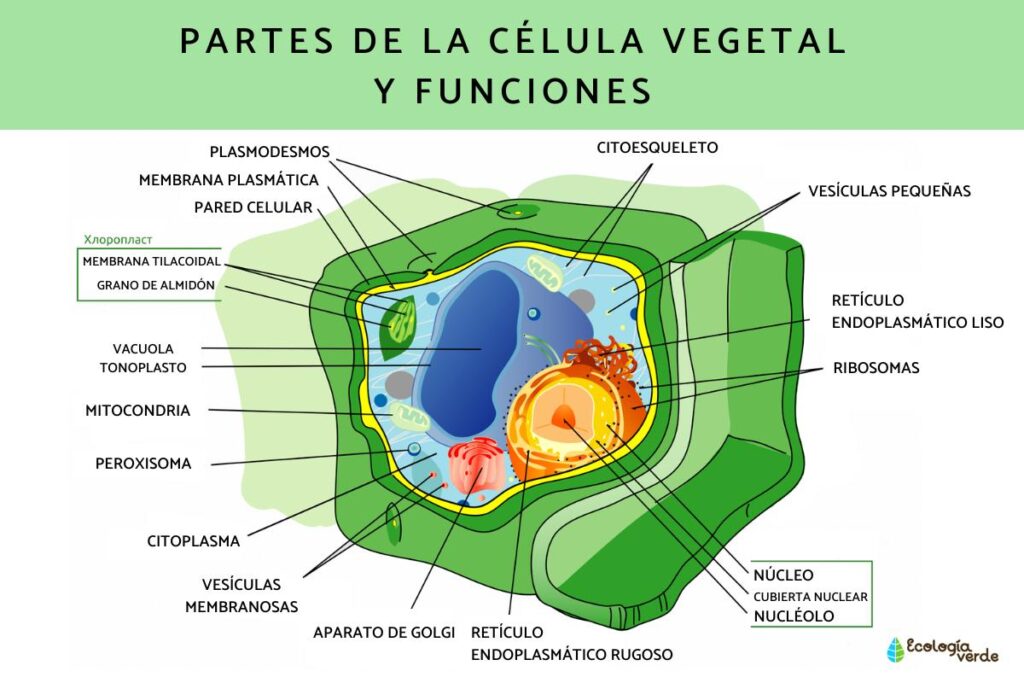 Cómo dibujar una célula animal y vegetal de forma fácil 1 celulas vegetales