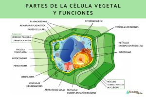 Cómo dibujar una célula animal y vegetal de forma fácil celulas-vegetales