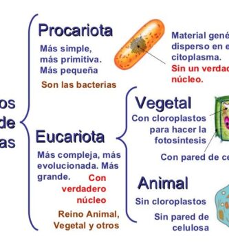 como comparar celulas procariotas eucariotas animales y vegetales