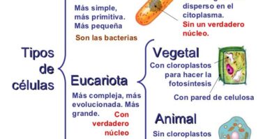 Cómo comparar células procariotas, eucariotas, animales y vegetales 21 como comparar celulas procariotas eucariotas animales y vegetales