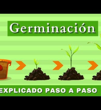 como ensenar a los ninos a sembrar una planta paso a paso