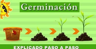 como ensenar a los ninos a sembrar una planta paso a paso