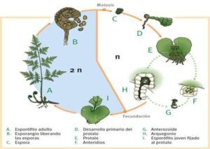 Cómo es el ciclo de vida de las plantas sin flores como-es-el-ciclo-de-vida-de-las-plantas-sin-flores