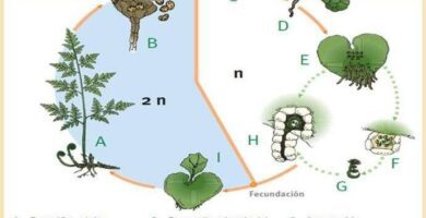 como es el ciclo de vida de las plantas sin flores