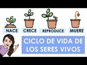 Cómo es el ciclo de vida de los seres vivos en segundo básico como-es-el-ciclo-de-vida-de-los-seres-vivos-en-segundo-basico