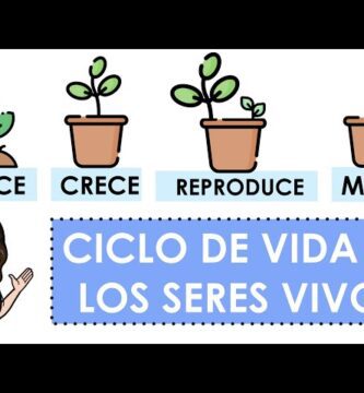 como es el ciclo de vida de los seres vivos en segundo basico