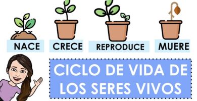 como es el ciclo de vida de los seres vivos en segundo basico