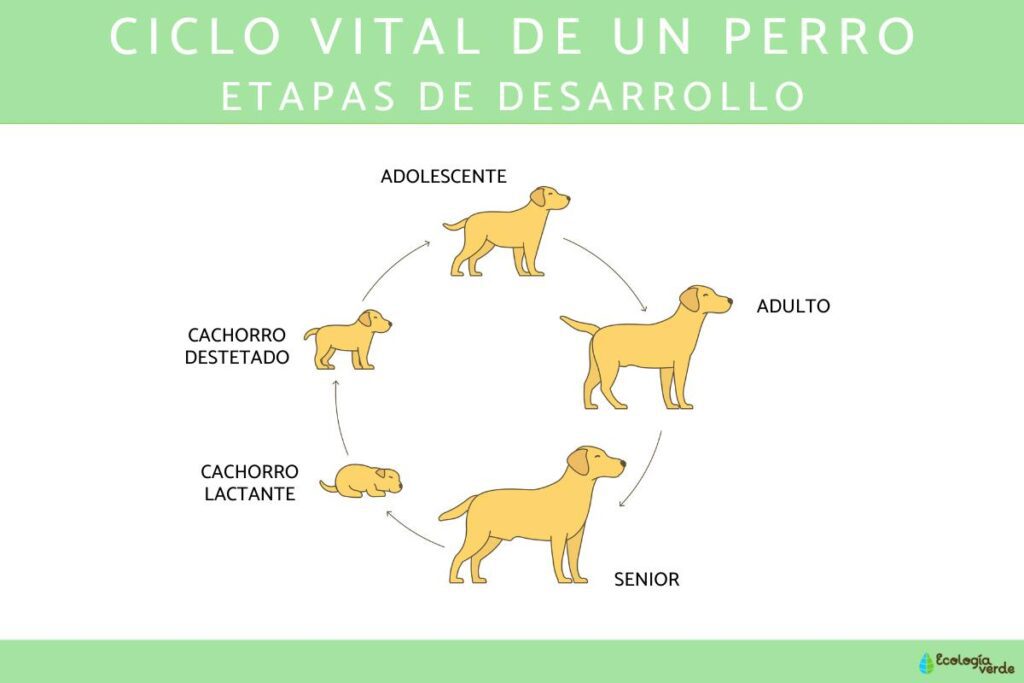 como es el ciclo de vida de un mamifero explicado para ninos