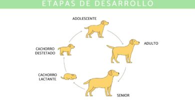Cómo es el ciclo de vida de un mamífero explicado para niños 27 como es el ciclo de vida de un mamifero explicado para ninos