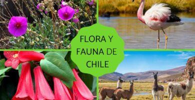 como es la flora y fauna de chile por zonas para ninos