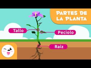 Cómo es la prueba de naturaleza sobre plantas para tercero básico como-es-la-prueba-de-naturaleza-sobre-plantas-para-tercero-basico