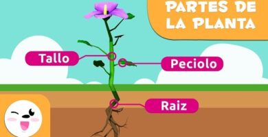 como es la prueba de naturaleza sobre plantas para tercero basico