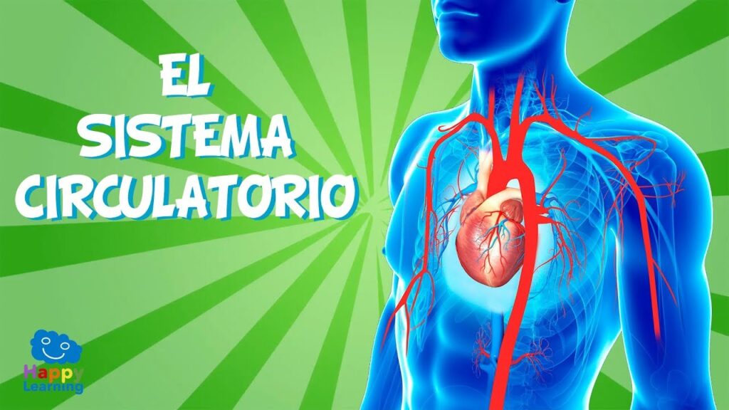 Cómo funciona el sistema circulatorio Video educativo para niños 1 como funciona el sistema circulatorio video educativo para ninos