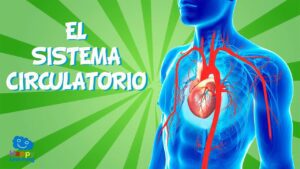 Cómo funciona el sistema circulatorio Video educativo para niños como-funciona-el-sistema-circulatorio-video-educativo-para-ninos