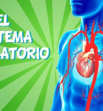 como funciona el sistema circulatorio video educativo para ninos