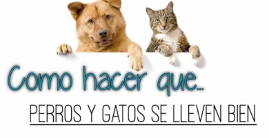 como hacer que perros y gatos se lleven bien