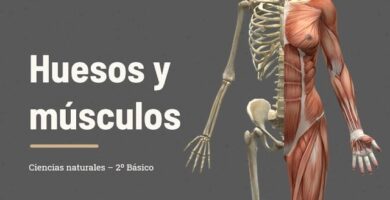 como preparar la prueba de ciencias naturales sobre los huesos en 4o basico