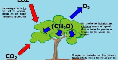 como producen alimento las plantas a traves de la fotosintesis