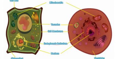 como se comparan las celulas animales y vegetales