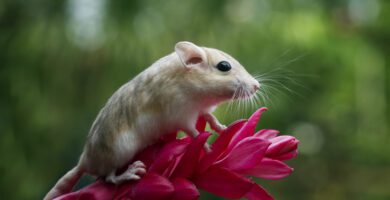 como superar el miedo a los ratones tecnicas y consejos efectivos