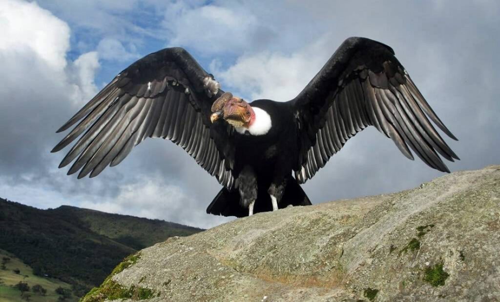 condor andino