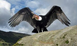 Cuál es el ave carroñera más grande del mundo condor-andino