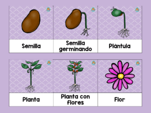 Cuál es el ciclo de vida de una planta con flor cual-es-el-ciclo-de-vida-de-una-planta-con-flor