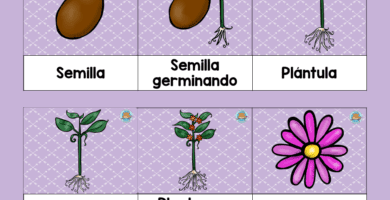 cual es el ciclo de vida de una planta con flor