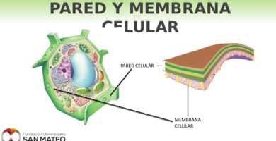 cual es la diferencia entre membrana celular y pared celular