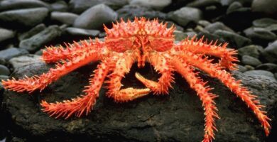 cual es la flora y fauna marina de la zona centro de chile