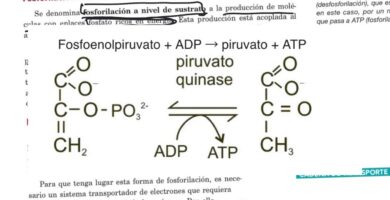 cuales son ejemplos de fosforilacion a nivel de sustrato