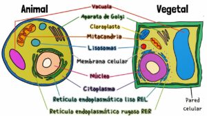 Cuáles son las estructuras y funciones de las células animal y vegetal cuales-son-las-estructuras-y-funciones-de-las-celulas-animal-y-vegetal