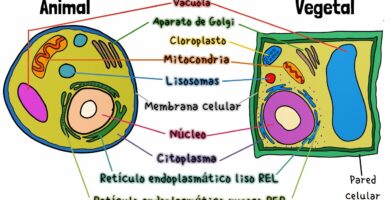 Cuáles son las estructuras y funciones de las células animal y vegetal 7 cuales son las estructuras y funciones de las celulas animal y vegetal