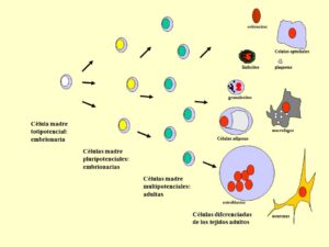 Cómo se organizan las células del mismo tipo para formar tejidos diferenciacion-celular