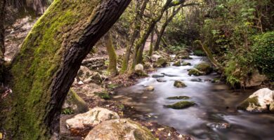 Dónde encontrar arriendo de casas en la comuna de El Bosque 5 el bosque