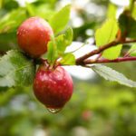 fruto coihue