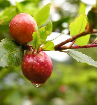 fruto coihue