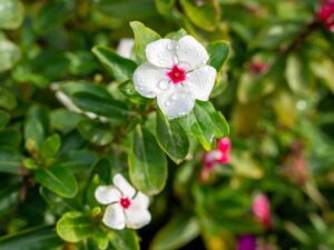Dónde está ubicado el Jardín Teresita de Jesús en Las Condes jardin-teresita