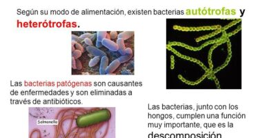 Las cianobacterias son autótrofas o heterótrofas 18 las cianobacterias son autotrofas o heterotrofas