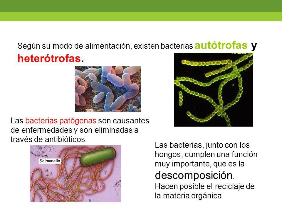 Las cianobacterias son autótrofas o heterótrofas 1 las cianobacterias son autotrofas o heterotrofas