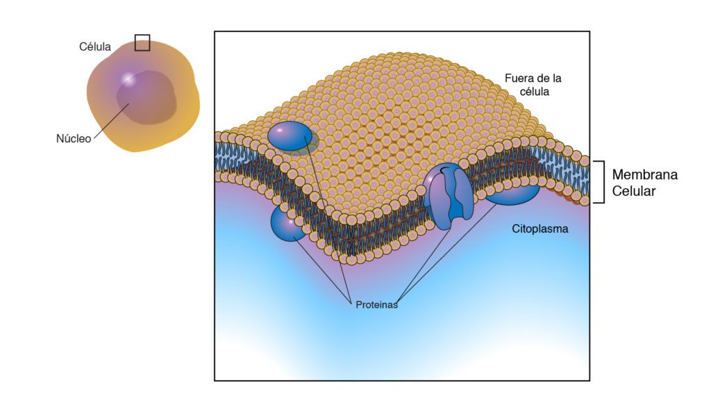La célula animal tiene membrana plasmática 1 membrana plasmatica