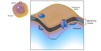 La célula animal tiene membrana plasmática 29 membrana plasmatica