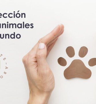 Qué leyes protegen a los animales en Chile 3 proteccion animal