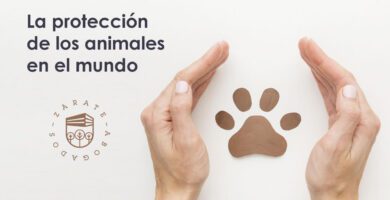 proteccion animal