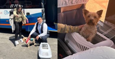 que buses permiten viajar con mascotas en chile